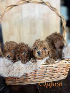 Toy Pudla prelepi štenci